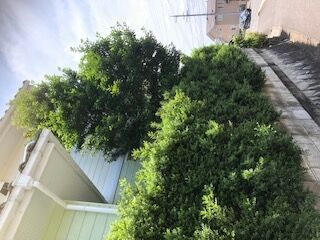 植木伐採