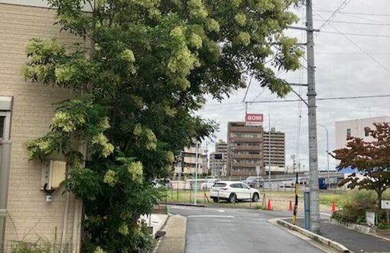 名古屋で伐採ならお任せください！