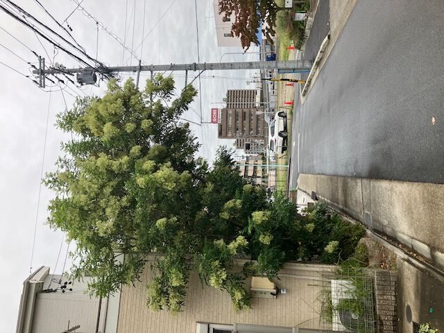 伐採前_R