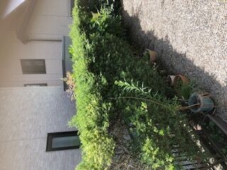 植木伐採